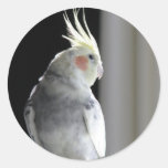 Pied Cockatiel Classic Round Sticker