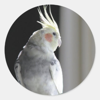 Pied Cockatiel Classic Round Sticker