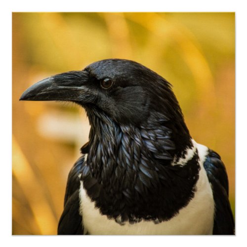 Pied Crow 20 x 20 Poster Paper Semi_Gloss