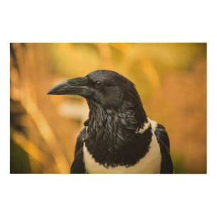 Pied Crow 36"x24" Wood Wall Art