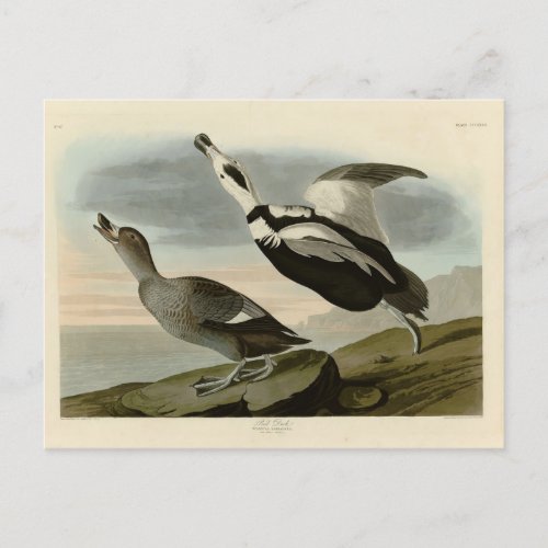 Pied Duck Labrador Duck Audubon Birds of America Postcard