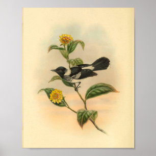 Pied Flycatcher Black Bird Vintage Print