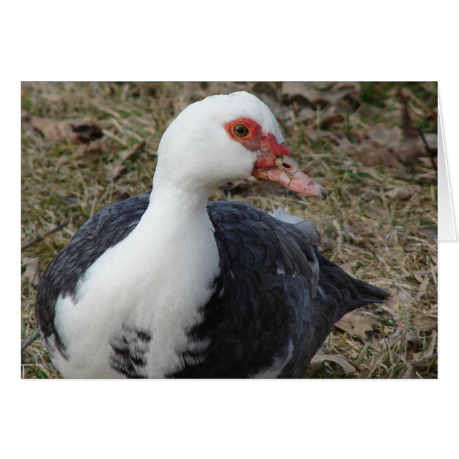 Pied Muscovy Hen Cards (Front Horizontal)