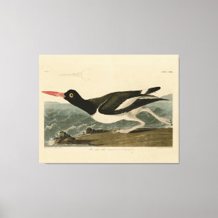 Pied oyster-catcher - Audubon's Birds of America Canvas Print