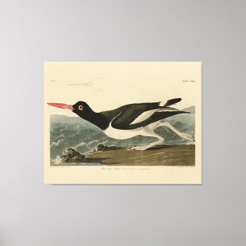 Pied oyster_catcher _ Audubons Birds of America Canvas Print