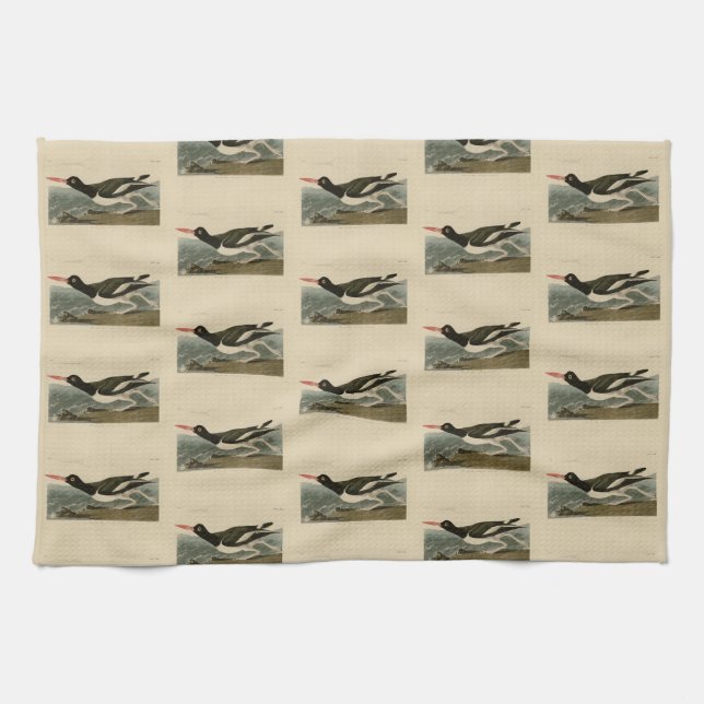Pied oyster-catcher - Audubon's Birds of America Kitchen Towel (Horizontal)