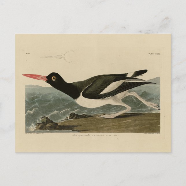 Pied oyster-catcher - Audubon's Birds of America Postcard (Front)