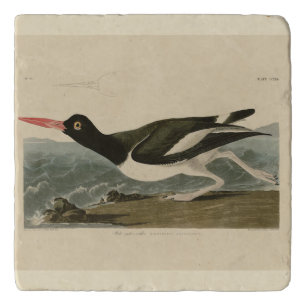 Pied oyster-catcher - Audubon's Birds of America Trivet