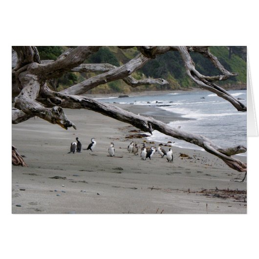 Pied Shags on the Beach Cards (Front Horizontal)