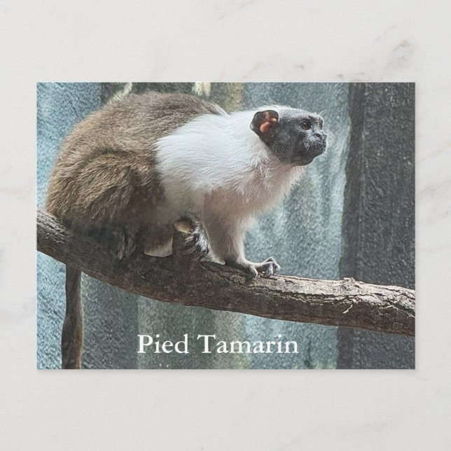 Pied Tamarin Postcard (Front)
