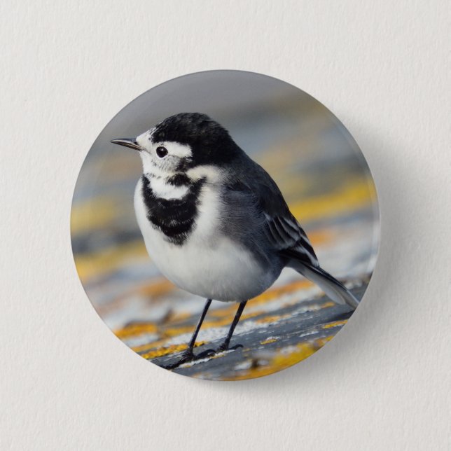 Pied Wagtail Badge Pinback Button (Front)
