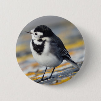Pied Wagtail Badge Pinback Button