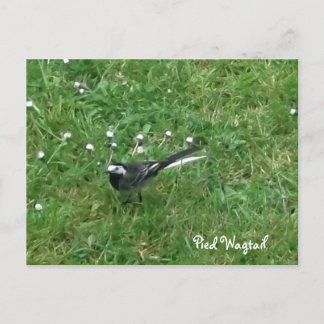 Pied Wagtail Postcard