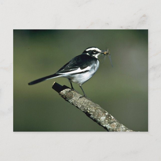 Pied Wagtail Postcard (Front)