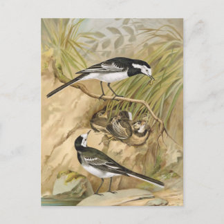 Pied Wagtail Vintage Bird Illustration Postcard