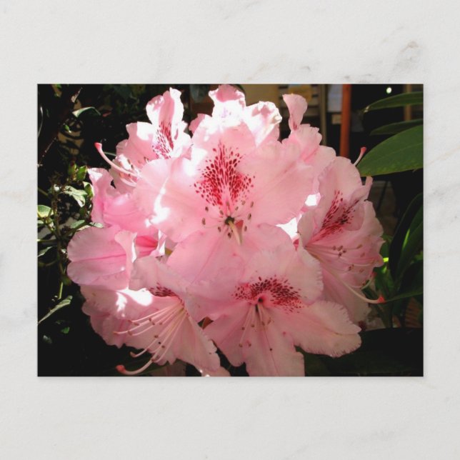 Pienza, Italy Postcard (Front)