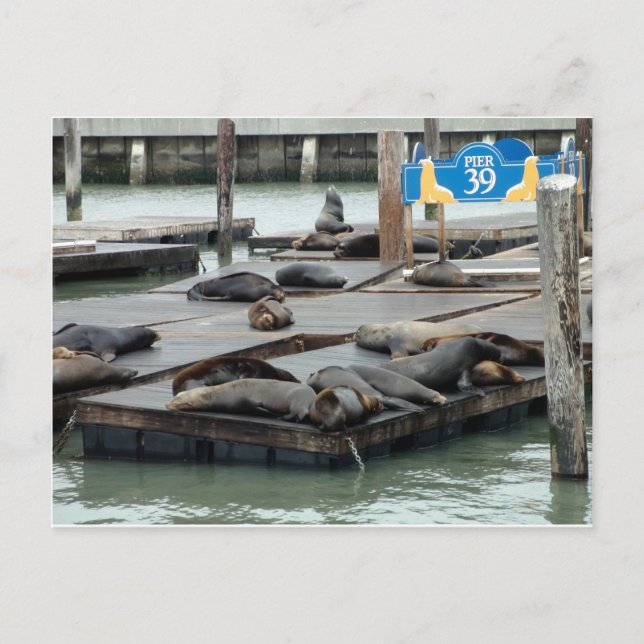 Pier 39 postcard (Front)