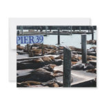 Pier 39 Sea Lions