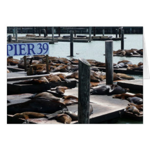 Pier 39 Sea Lions Cards