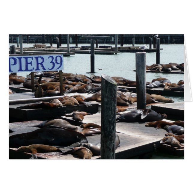 Pier 39 Sea Lions Cards (Front Horizontal)