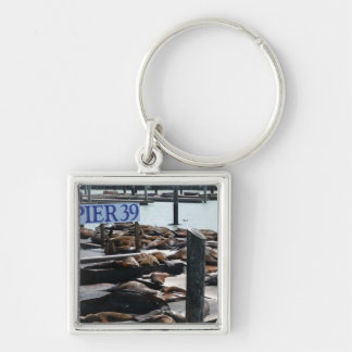 Pier 39 Sea Lions Keychain