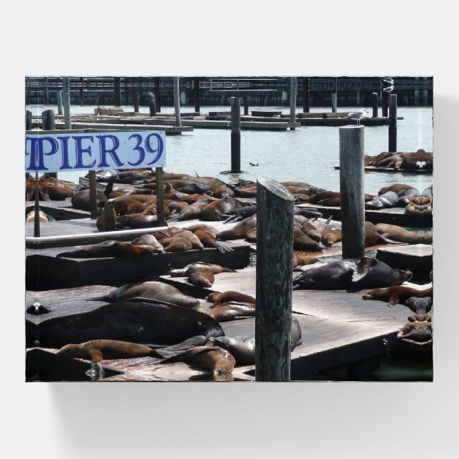 Pier 39 Sea Lions Paperweight (Front)