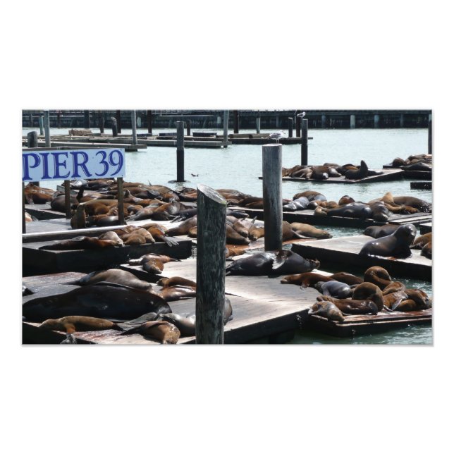Pier 39 Sea Lions Photo Print (Front)
