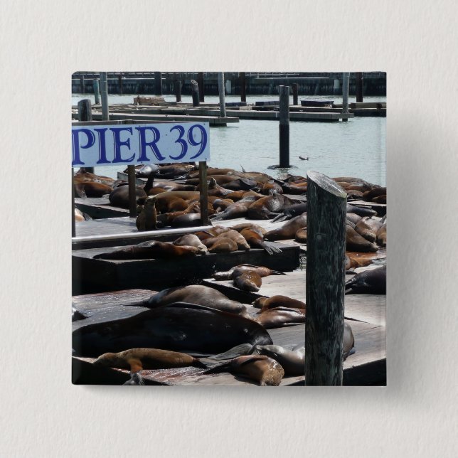 Pier 39 Sea Lions Pinback Button (Front)