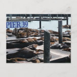 Pier 39 Sea Lions Postcard