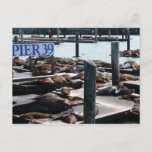 Pier 39 Sea Lions Postcard