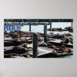 Pier 39 Sea Lions Poster