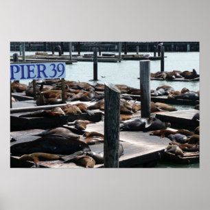 Pier 39 Sea Lions Poster