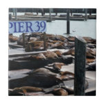 Pier 39 Sea Lions Tile