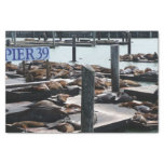 Pier 39 Sea Lions Tissue Paper