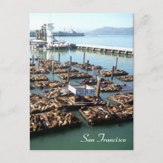 pier 39 seals postcard