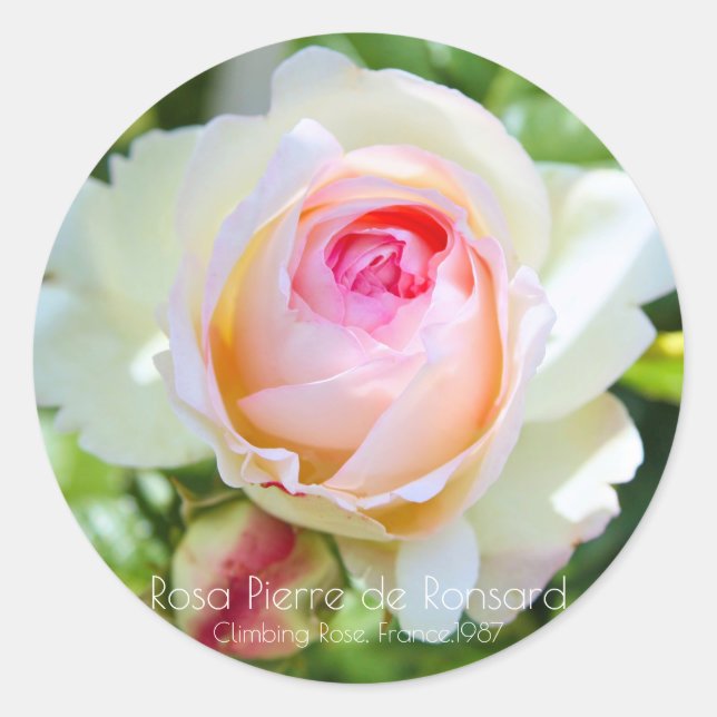 Pierre de Ronsard Classic Round Sticker (Front)