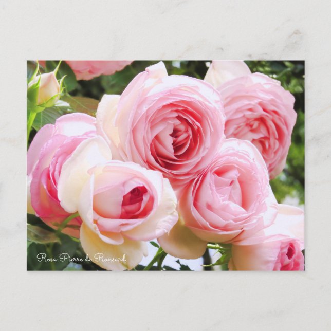 Pierre de Ronsard Postcard (Front)