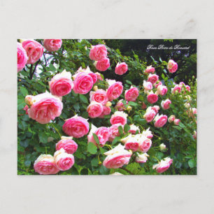 Pierre de Ronsard [Postcard] Postcard