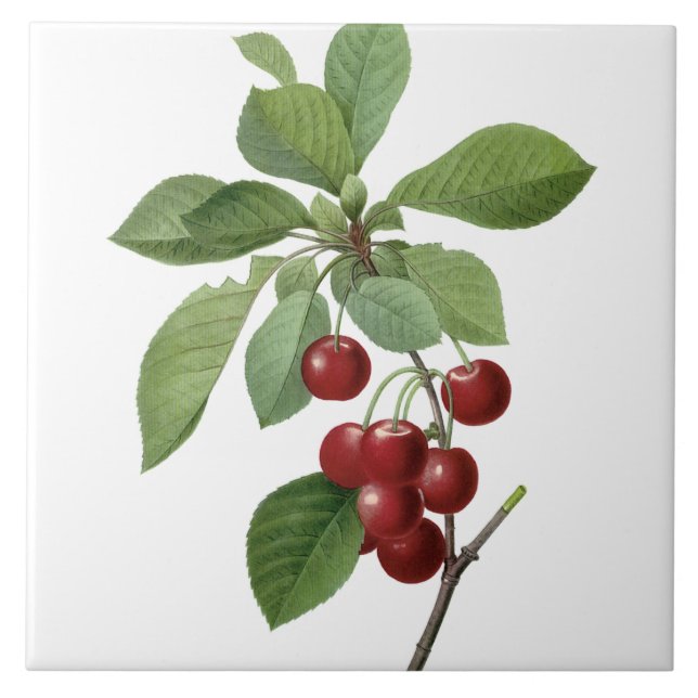 Pierre-Joseph Redouté Cherries Painting Tile (Front)