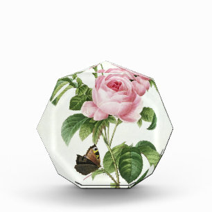 Pierre-Joseph Redoute Pink Rose Acrylic Award