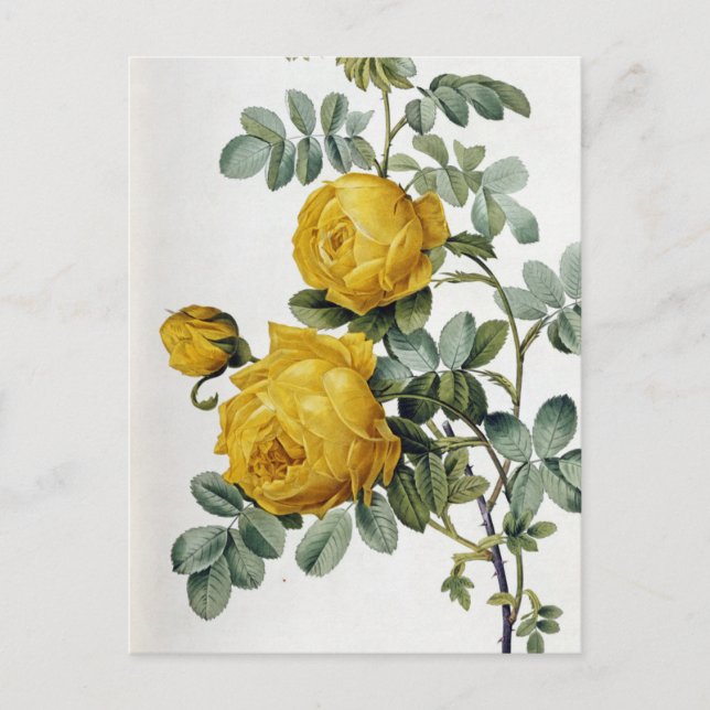Pierre Joseph Redoute - Rosa Sulfurea Postcard (Front)