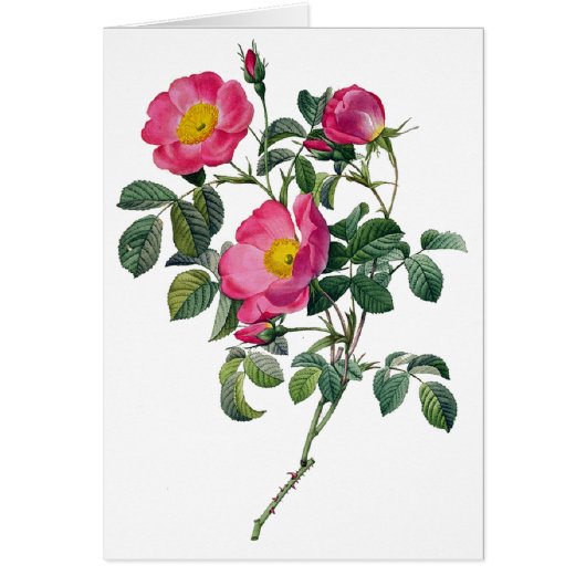 Pierre Joseph Redoute Roses Cards (Front)