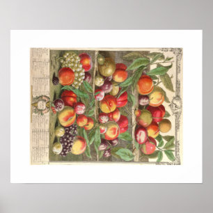 Pieter Casteels, Twelve Months of Fruits, August Poster