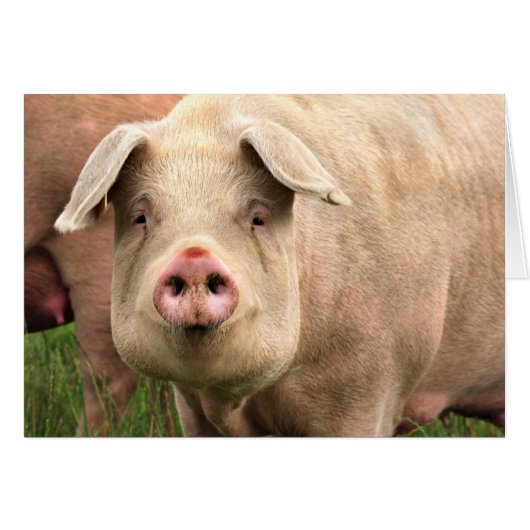 pig (Front Horizontal)