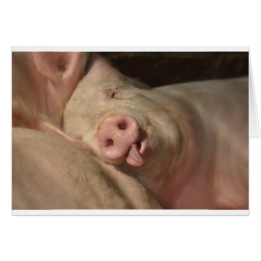 pig (Front Horizontal)