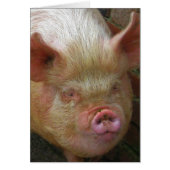 Pig (Front)