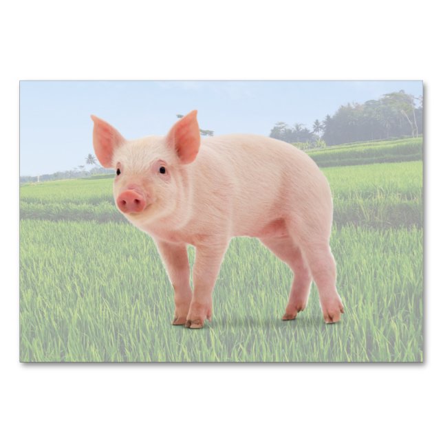 Pig ABA Tact Labeling Flashcard | Picture Card (Front)