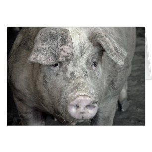 Pig All Occasions Cards