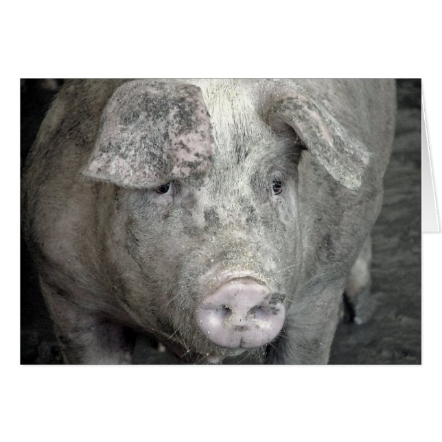 Pig All Occasions  Cards (Front Horizontal)