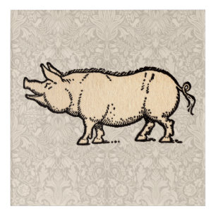 Pig Antique Piggy Cute Vintage Illustration Acrylic Print